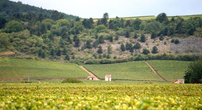 勃艮第產區(qū) 勃艮第產區(qū)